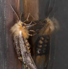 Epicoma contristis (Yellow-spotted Epicoma Moth) at Melba, ACT - 13 Jan 2021 by Bron