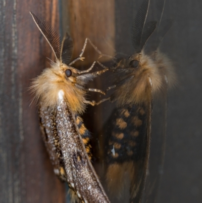 Epicoma contristis (Yellow-spotted Epicoma Moth) at Melba, ACT - 13 Jan 2021 by Bron