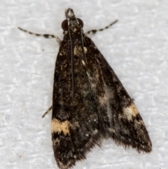 Heliothela ophideresana (A Crambid Moth (Scopariinae)) at Melba, ACT - 12 Jan 2021 by Bron