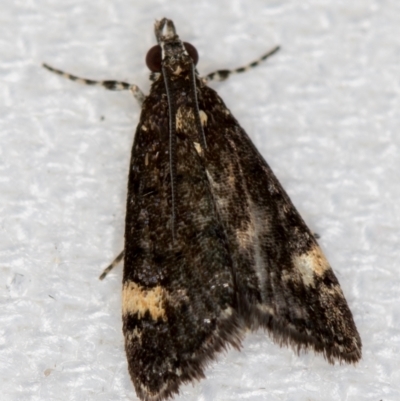 Heliothela ophideresana (A Crambid Moth (Scopariinae)) at Melba, ACT - 11 Jan 2021 by Bron