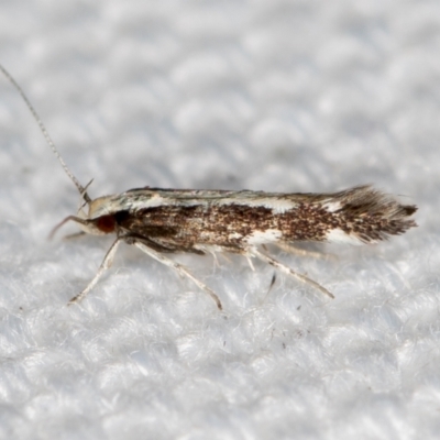 Labdia oxysema (A Curved-horn moth) at Melba, ACT - 11 Jan 2021 by Bron