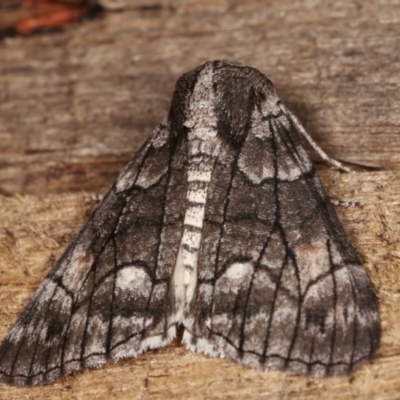 Stibaroma undescribed species (A Line-moth) at Melba, ACT - 24 Apr 2021 by kasiaaus