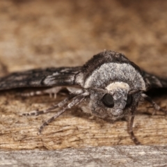 Stibaroma undescribed species at Melba, ACT - 24 Apr 2021 11:23 PM