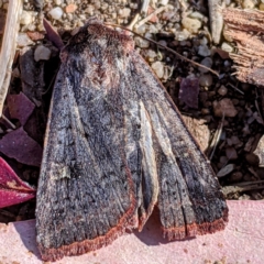 Diarsia intermixta (Chevron Cutworm, Orange Peel Moth.) at Kambah, ACT - 26 Apr 2021 by HelenCross