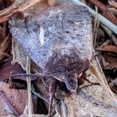 Diarsia intermixta at Kambah, ACT - 26 Apr 2021