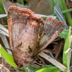 Diarsia intermixta at Kambah, ACT - 26 Apr 2021