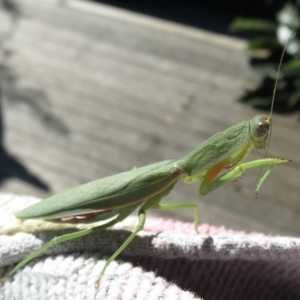 Orthodera ministralis at Narrabundah, ACT - 26 Apr 2021 02:27 PM