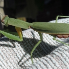 Orthodera ministralis at Narrabundah, ACT - 26 Apr 2021 02:27 PM