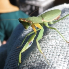 Orthodera ministralis at Narrabundah, ACT - 26 Apr 2021 02:27 PM