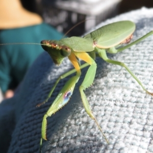 Orthodera ministralis at Narrabundah, ACT - 26 Apr 2021 02:27 PM