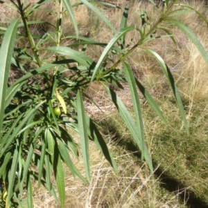 Solanum linearifolium at Hughes, ACT - 24 Apr 2021