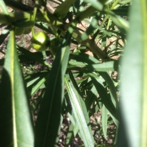 Solanum linearifolium at Hughes, ACT - 24 Apr 2021