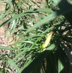 Solanum linearifolium at Hughes, ACT - 24 Apr 2021 12:30 PM