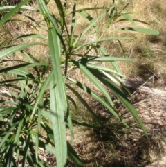 Solanum linearifolium at Hughes, ACT - 24 Apr 2021