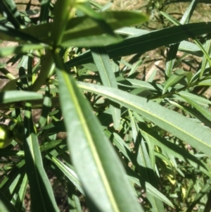 Solanum linearifolium at Hughes, ACT - 24 Apr 2021 12:30 PM