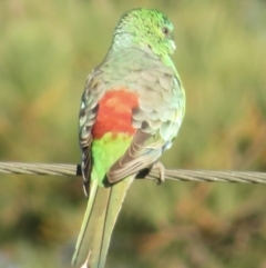 Psephotus haematonotus (Red-rumped Parrot) at Pialligo, ACT - 24 Apr 2021 by RobParnell