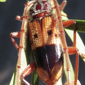 Phoracantha recurva at Narrabundah, ACT - 26 Apr 2021