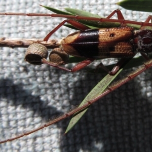 Phoracantha recurva at Narrabundah, ACT - 26 Apr 2021 02:29 PM