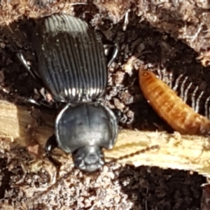 Cardiothorax monarensis at Tharwa, ACT - 26 Apr 2021