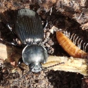 Cardiothorax monarensis at Tharwa, ACT - 26 Apr 2021