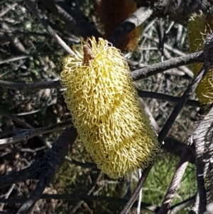 Banksia marginata at Paddys River, ACT - 26 Apr 2021 11:46 AM