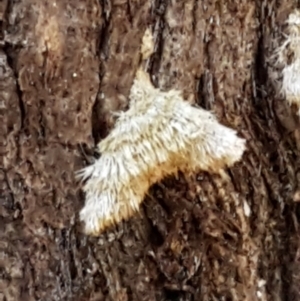 Stereum sp. at Paddys River, ACT - 26 Apr 2021