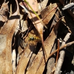 Vespula germanica (German Yellowjacket Wasp (also known as European Wasp)) at Paddys River, ACT - 26 Apr 2021 by trevorpreston