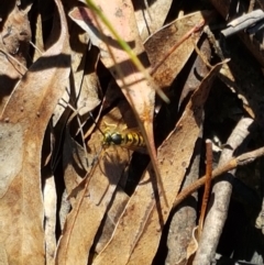 Vespula germanica (European wasp) at Paddys River, ACT - 26 Apr 2021 by tpreston