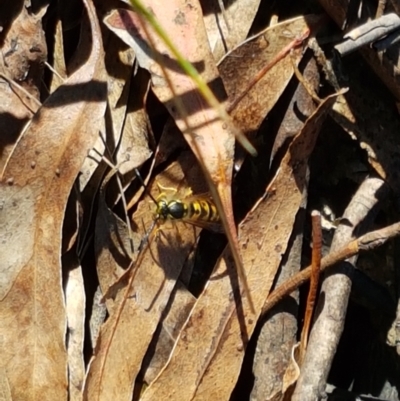 Vespula germanica (European wasp) at Paddys River, ACT - 26 Apr 2021 by tpreston