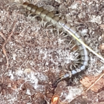 Scolopendromorpha (order) (A centipede) at Tidbinbilla Nature Reserve - 26 Apr 2021 by trevorpreston