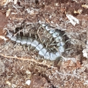 Scolopendromorpha (order) at Paddys River, ACT - 26 Apr 2021