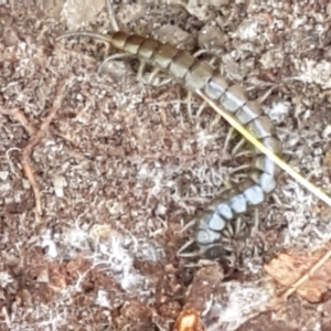 Scolopendromorpha (order) at Paddys River, ACT - 26 Apr 2021