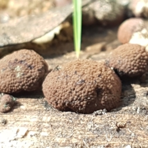 Hypoxylon sp. at Paddys River, ACT - 26 Apr 2021