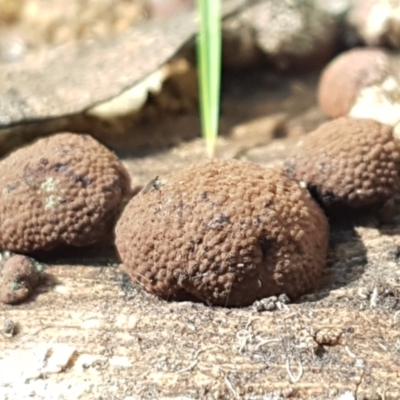 Hypoxylon sp. at Paddys River, ACT - 26 Apr 2021 by tpreston