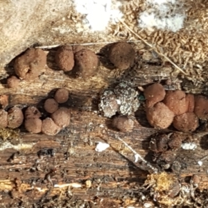 Hypoxylon sp. at Paddys River, ACT - 26 Apr 2021