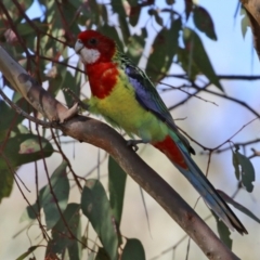 Platycercus eximius (Eastern Rosella) at Symonston, ACT - 26 Apr 2021 by RodDeb