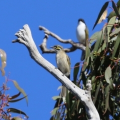 Caligavis chrysops (Yellow-faced Honeyeater) at Symonston, ACT - 26 Apr 2021 by RodDeb