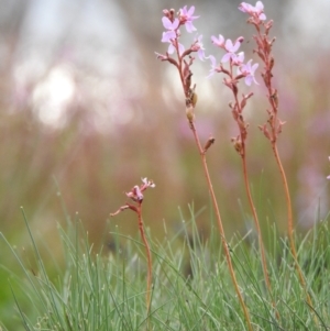 Stylidium montanum at Yarrangobilly, NSW - 1 Jan 2021