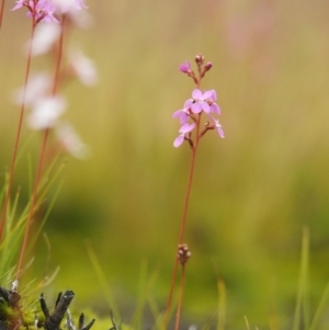 Stylidium montanum at Yarrangobilly, NSW - 1 Jan 2021