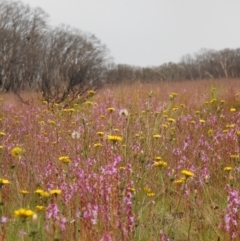 Stylidium montanum at Yarrangobilly, NSW - 1 Jan 2021