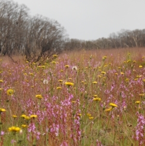 Stylidium montanum at Yarrangobilly, NSW - 1 Jan 2021