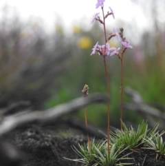 Stylidium montanum at Yarrangobilly, NSW - 1 Jan 2021