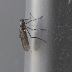 Boreoides subulatus (Wingless Soldier Fly) at Higgins, ACT - 15 Apr 2021 by AlisonMilton