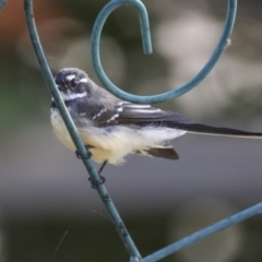 Rhipidura albiscapa at Higgins, ACT - 16 Apr 2021 10:42 AM