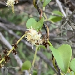 Anredera cordifolia (Madeira Vine) at Corrowong, NSW - 26 Apr 2021 by BlackFlat