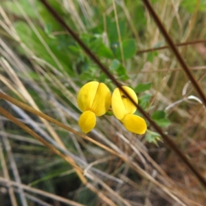 Lotus corniculatus at Booth, ACT - 14 Apr 2021