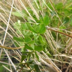 Lotus corniculatus at Booth, ACT - 14 Apr 2021