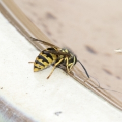 Vespula germanica (German Yellowjacket Wasp (also known as European Wasp)) at Higgins, ACT - 19 Feb 2021 by AlisonMilton
