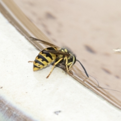 Vespula germanica (German Yellowjacket Wasp (also known as European Wasp)) at Higgins, ACT - 19 Feb 2021 by AlisonMilton