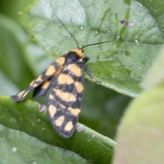 Asura lydia (Lydia Lichen Moth) at Higgins, ACT - 19 Feb 2021 by AlisonMilton